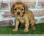 Small #6 Cavalier King Charles Spaniel