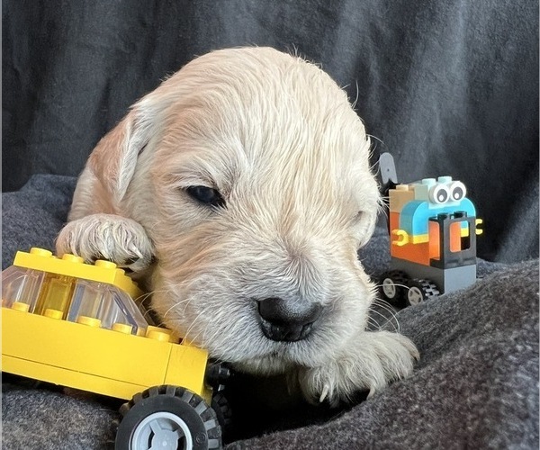 Medium Photo #7 Golden Retriever Puppy For Sale in ALPENA, MI, USA