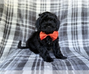 ShihPoo Puppy for sale in LAKELAND, FL, USA
