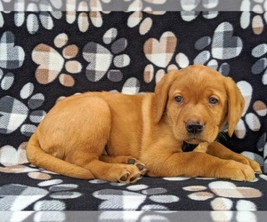 Labrador Retriever Puppy for sale in QUARRYVILLE, PA, USA