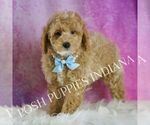 Small Photo #81 Poodle (Toy) Puppy For Sale in WARSAW, IN, USA