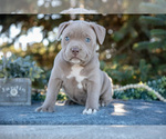 Small American Bully