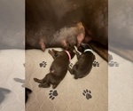 Small #7 Doberman Pinscher