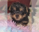 Small Photo #289 Yorkshire Terrier Puppy For Sale in AKRON, OH, USA