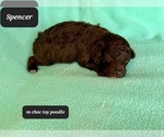 Small #1 Poodle (Toy)