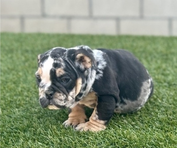 Medium Photo #8 English Bulldog Puppy For Sale in NEWPORT BEACH, CA, USA
