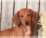 Small Photo #4 Dachshund Puppy For Sale in MOUNT VERNON, OH, USA