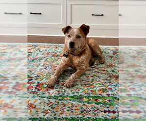 Mutt Dogs for adoption in Garden City, NY, USA