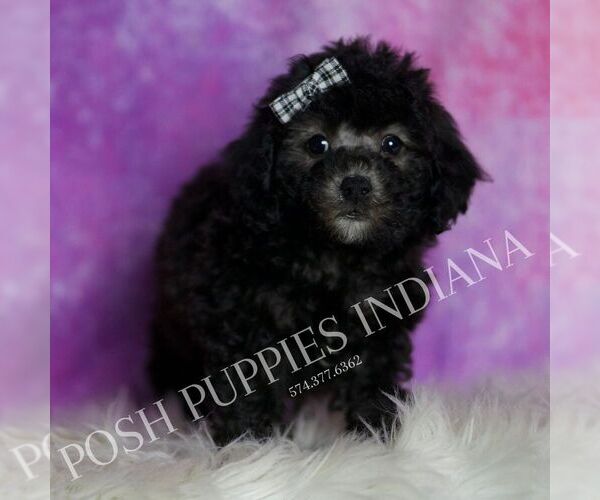 Medium Photo #125 Poodle (Toy) Puppy For Sale in WARSAW, IN, USA