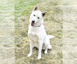 Small Photo #2 Siberian Husky-Unknown Mix Puppy For Sale in Bellevue, WA, USA