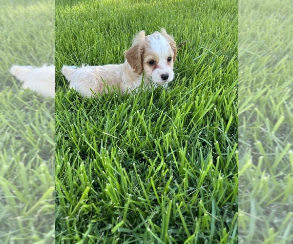 Medium Photo #1 Cock-A-Poo Puppy For Sale in ELGIN, TX, USA