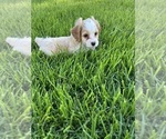 Puppy Dodger Cock-A-Poo