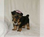 Small #18 Yorkshire Terrier
