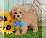 Small #3 Maltipoo-Poodle (Toy) Mix