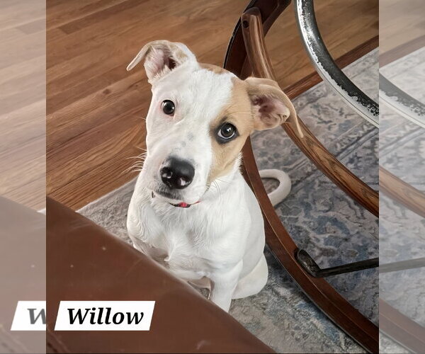 Medium Photo #1 American Pit Bull Terrier-American Staffordshire Terrier Mix Puppy For Sale in Chester, VA, USA