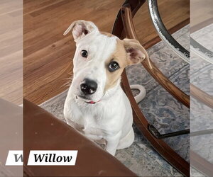 American Pit Bull Terrier-American Staffordshire Terrier Mix Dogs for adoption in Chester, VA, USA