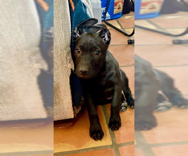 Medium Photo #1 Labrador Retriever-Unknown Mix Puppy For Sale in Mesa, AZ, USA