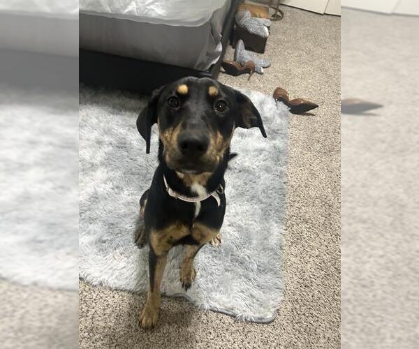 Medium Photo #1 Plott Hound Puppy For Sale in San Antonio, TX, USA