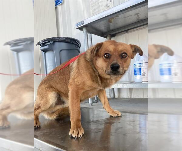 Medium Photo #1 Chihuahua-Unknown Mix Puppy For Sale in Bakersfield, CA, USA