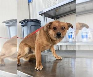 Chihuahua-Unknown Mix Dogs for adoption in Bakersfield, CA, USA