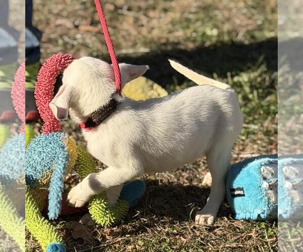 Medium Photo #4 Labrador Retriever-Unknown Mix Puppy For Sale in Yardley, PA, USA