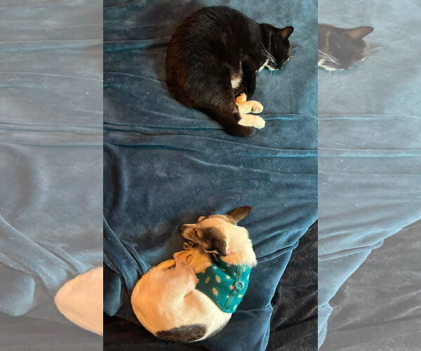 Medium Photo #3 Chihuahua-Unknown Mix Puppy For Sale in Harrisburg, PA, USA