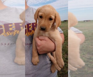 Labrador Retriever Puppy for sale in SNYDER, CO, USA