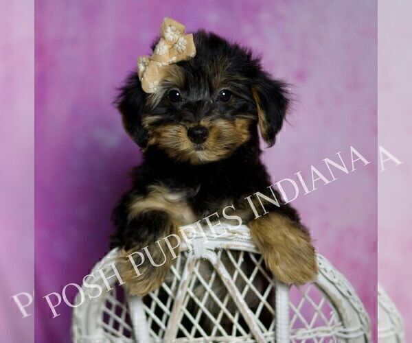 Medium Photo #24 Yorkipoo Puppy For Sale in WARSAW, IN, USA