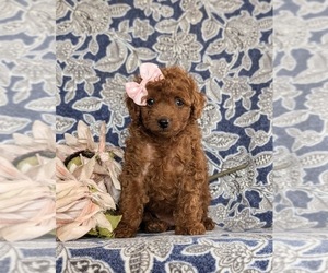 Poodle (Miniature) Puppy for sale in QUARRYVILLE, PA, USA
