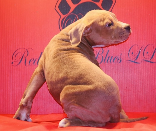 Medium Photo #4 American Bully Puppy For Sale in TRENTON, NJ, USA