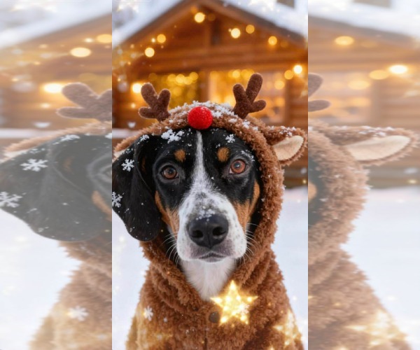 Medium Photo #4 Mutt Puppy For Sale in Westwood, NJ, USA