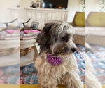 Small Photo #7 Havanese Puppy For Sale in Fort Wayne, IN, USA
