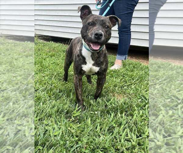 Medium Photo #11 Mutt Puppy For Sale in Candler, NC, USA