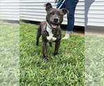 Small #10 Mutt