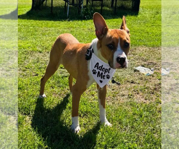 Medium Photo #4 Basenji-Unknown Mix Puppy For Sale in Springdale, PA, USA