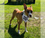 Small Photo #4 Basenji-Unknown Mix Puppy For Sale in Springdale, PA, USA