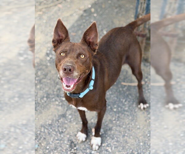 Medium Photo #2 Australian Kelpie-Unknown Mix Puppy For Sale in Santa Maria, CA, USA