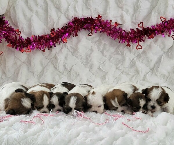 Medium Photo #2 Zuchon Puppy For Sale in ARTHUR, IL, USA