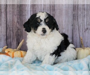 Border-Aussie-Poodle (Standard) Mix Puppy for sale in FREDERICKSBG, OH, USA