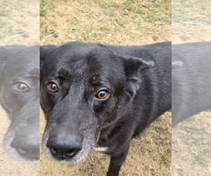 German Shepherd Dog-Unknown Mix Dogs for adoption in Jackson, MS, USA