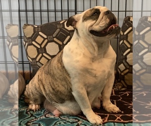 Mother of the Bulldog puppies born on 09/19/2020