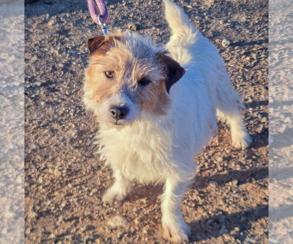 Medium Photo #3 Jack Russell Terrier-Unknown Mix Puppy For Sale in Huntley, IL, USA