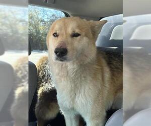 Labsky Dog for Adoption in Houston, Texas USA