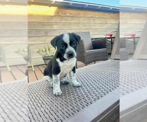 Mutt Dogs for adoption in Camarillo, CA, USA