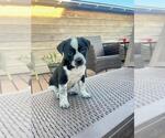 Small Mutt