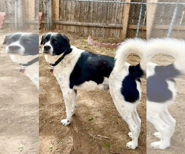 Medium Photo #2 Border Collie-Unknown Mix Puppy For Sale in Winter Park, CO, USA