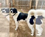 Small #1 Border Collie Mix