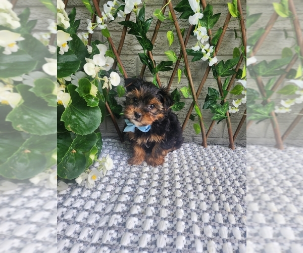 Medium Photo #4 Morkie-Yorkshire Terrier Mix Puppy For Sale in INDIANAPOLIS, IN, USA