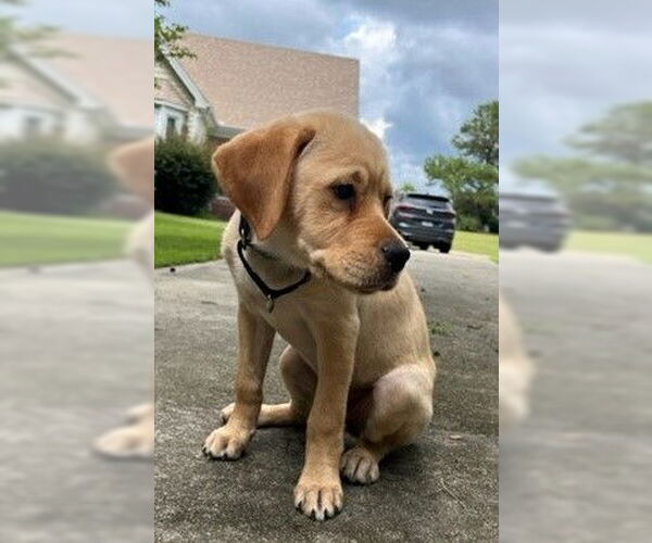 Medium Photo #20 Labrador Retriever-Unknown Mix Puppy For Sale in Garner, NC, USA