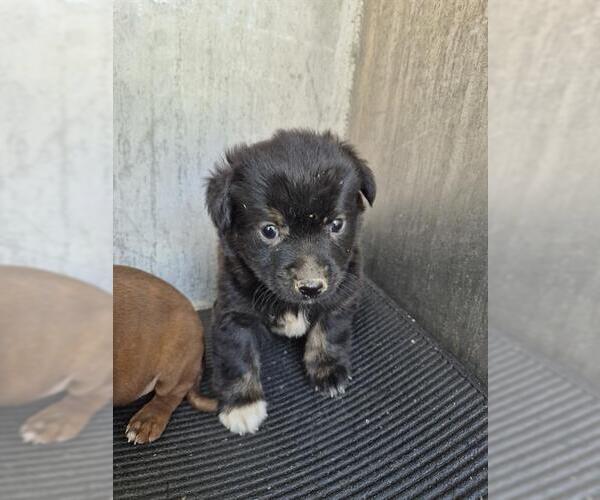 Medium Photo #1 Mutt Puppy For Sale in San Antonio, TX, USA